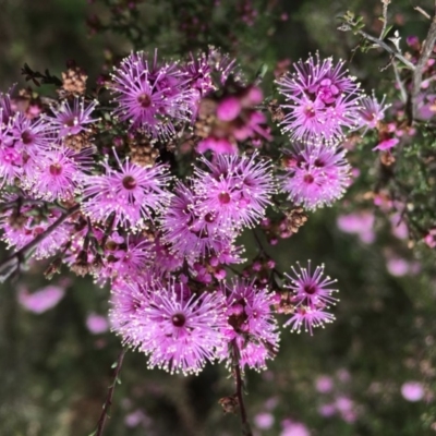 Kunzea parvifolia (Violet Kunzea) at Mongarlowe, NSW - 1 Oct 2018 by LisaH