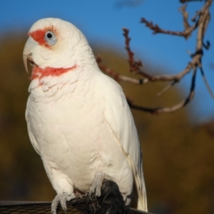 Cacatua tenuirostris at Hughes, ACT - 15 Jul 2018