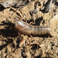 Cherax destructor (Common Yabby) at Mongarlowe, NSW - 22 Jul 2018 by LisaH