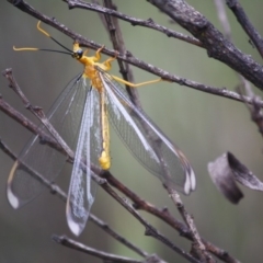 Nymphes myrmeleonoides (Blue eyes lacewing) at QPRC LGA - 10 Jan 2019 by LisaH