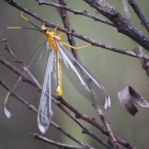 Nymphes myrmeleonoides at Charleys Forest, NSW - 10 Jan 2019