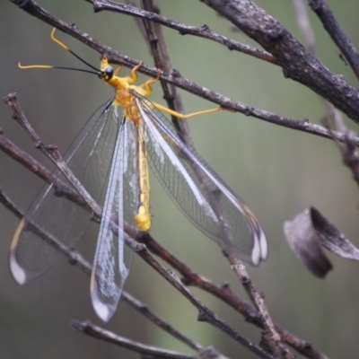 Nymphes myrmeleonoides (Blue eyes lacewing) at Charleys Forest, NSW - 10 Jan 2019 by LisaH