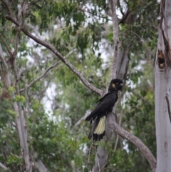 Zanda funerea (Yellow-tailed Black-Cockatoo) at Mongarlowe River - 10 Jan 2019 by LisaH