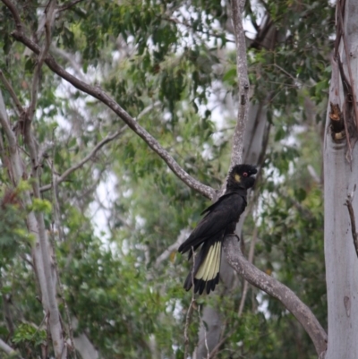 Zanda funerea (Yellow-tailed Black-Cockatoo) at Mongarlowe River - 10 Jan 2019 by LisaH