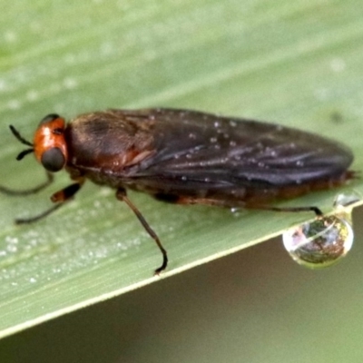 Inopus rubriceps (Sugarcane Soldier Fly) at Ainslie, ACT - 2 Apr 2019 by jbromilow50