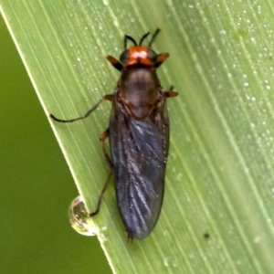 Inopus rubriceps at Ainslie, ACT - 3 Apr 2019