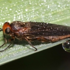 Inopus rubriceps at Ainslie, ACT - 3 Apr 2019 09:42 AM