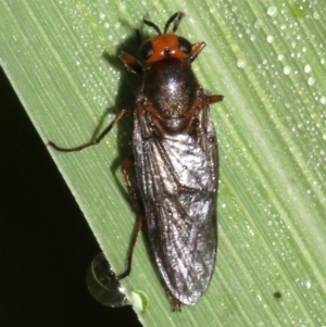 Inopus rubriceps at Ainslie, ACT - 3 Apr 2019 09:42 AM