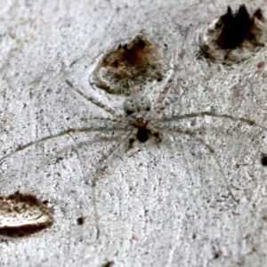 Tamopsis sp. (genus) at Acton, ACT - 1 Apr 2019