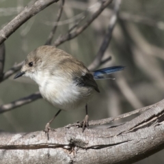 Malurus cyaneus (Superb Fairywren) at Belconnen, ACT - 2 Apr 2019 by Alison Milton