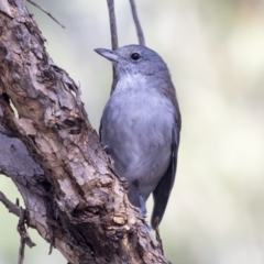 Colluricincla harmonica (Grey Shrikethrush) at Belconnen, ACT - 2 Apr 2019 by Alison Milton