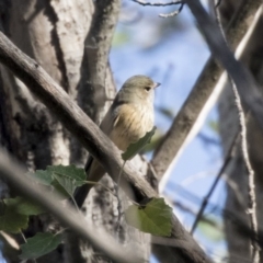 Pachycephala rufiventris (Rufous Whistler) at McKellar, ACT - 2 Apr 2019 by Alison Milton