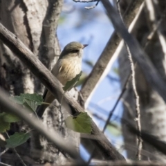 Pachycephala rufiventris at McKellar, ACT - 3 Apr 2019