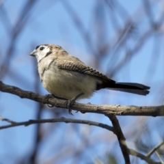 Stizoptera bichenovii (Double-barred Finch) at McKellar, ACT - 3 Apr 2019 by AlisonMilton