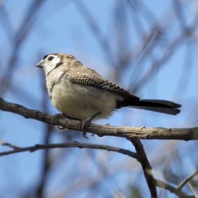 Stizoptera bichenovii (Double-barred Finch) at McKellar, ACT - 3 Apr 2019 by AlisonMilton