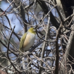 Zosterops lateralis (Silvereye) at McKellar, ACT - 2 Apr 2019 by Alison Milton