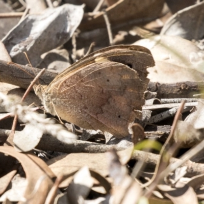 Heteronympha merope (Common Brown Butterfly) at Lake Ginninderra - 2 Apr 2019 by AlisonMilton
