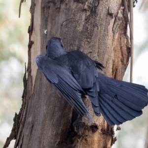 Corvus coronoides at Belconnen, ACT - 3 Apr 2019 11:19 AM