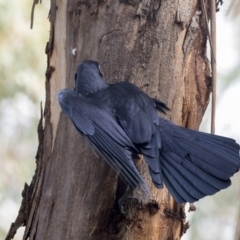 Corvus coronoides (Australian Raven) at Lake Ginninderra - 3 Apr 2019 by Alison Milton