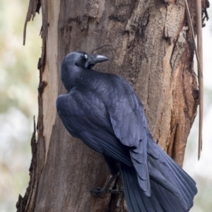 Corvus coronoides at Belconnen, ACT - 3 Apr 2019