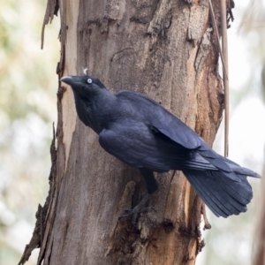 Corvus coronoides at Belconnen, ACT - 3 Apr 2019 11:19 AM