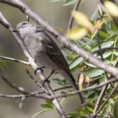 Pachycephala pectoralis (Golden Whistler) at Belconnen, ACT - 3 Apr 2019 by AlisonMilton