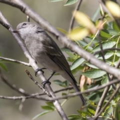 Pachycephala pectoralis (Golden Whistler) at Lake Ginninderra - 3 Apr 2019 by Alison Milton