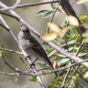 Pachycephala pectoralis at Belconnen, ACT - 3 Apr 2019