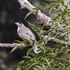 Manorina melanocephala (Noisy Miner) at Belconnen, ACT - 3 Apr 2019 by AlisonMilton