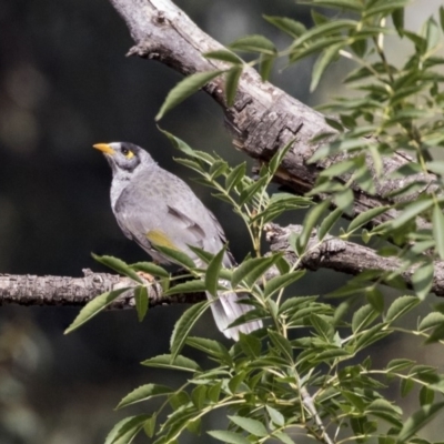 Manorina melanocephala (Noisy Miner) at Lake Ginninderra - 3 Apr 2019 by Alison Milton