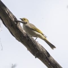 Ptilotula penicillata (White-plumed Honeyeater) at Lake Ginninderra - 3 Apr 2019 by Alison Milton