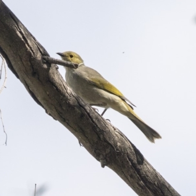 Ptilotula penicillata (White-plumed Honeyeater) at Belconnen, ACT - 3 Apr 2019 by Alison Milton