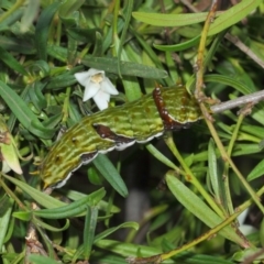 Papilio aegeus at Acton, ACT - 4 Apr 2019 01:21 PM