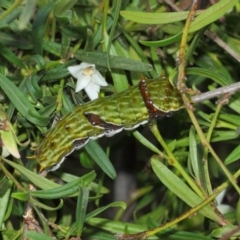 Papilio aegeus at Acton, ACT - 4 Apr 2019