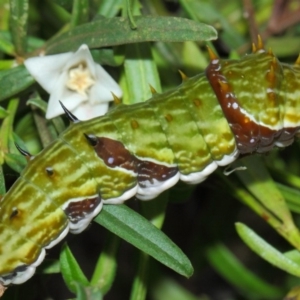 Papilio aegeus at Acton, ACT - 4 Apr 2019 01:21 PM