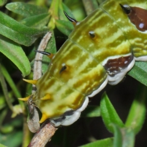 Papilio aegeus at Acton, ACT - 4 Apr 2019