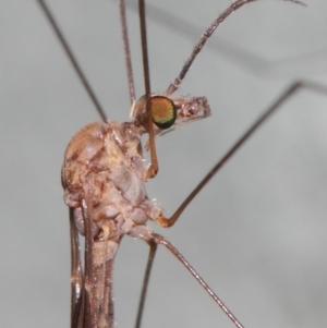 Tipulidae or Limoniidae (family) at Hackett, ACT - 3 Apr 2019 01:23 PM