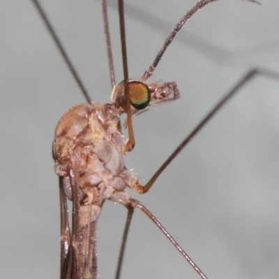 Tipulidae or Limoniidae (family) (Unidentified Crane Fly) at Hackett, ACT - 3 Apr 2019 by TimL