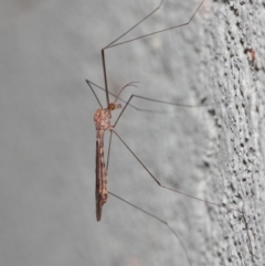 Tipulidae or Limoniidae (family) at Hackett, ACT - 3 Apr 2019 01:23 PM