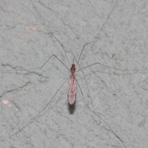 Tipulidae or Limoniidae (family) at Hackett, ACT - 3 Apr 2019 01:23 PM