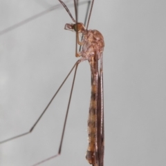 Tipulidae or Limoniidae (family) at Hackett, ACT - 3 Apr 2019 01:23 PM