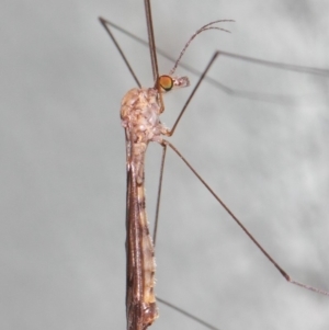 Tipulidae or Limoniidae (family) at Hackett, ACT - 3 Apr 2019 01:23 PM