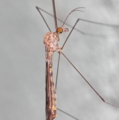 Tipulidae or Limoniidae (family) at Hackett, ACT - 3 Apr 2019