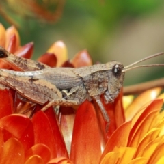 Phaulacridium vittatum (Wingless Grasshopper) at ANBG - 3 Apr 2019 by TimL