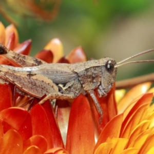 Phaulacridium vittatum at Acton, ACT - 3 Apr 2019