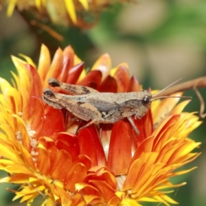 Phaulacridium vittatum at Acton, ACT - 3 Apr 2019 01:36 PM