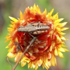 Phaulacridium vittatum at Acton, ACT - 3 Apr 2019