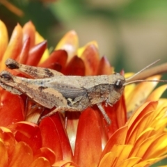 Phaulacridium vittatum at Acton, ACT - 3 Apr 2019