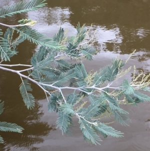 Acacia dealbata at Clear Range, NSW - 4 Apr 2019