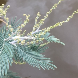 Acacia dealbata at Clear Range, NSW - 4 Apr 2019